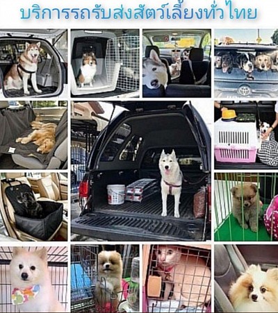 รูปภาพตัวอย่างการรับส่งสัตว์เลี้ยง